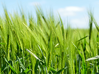 水稻田标准农田出租